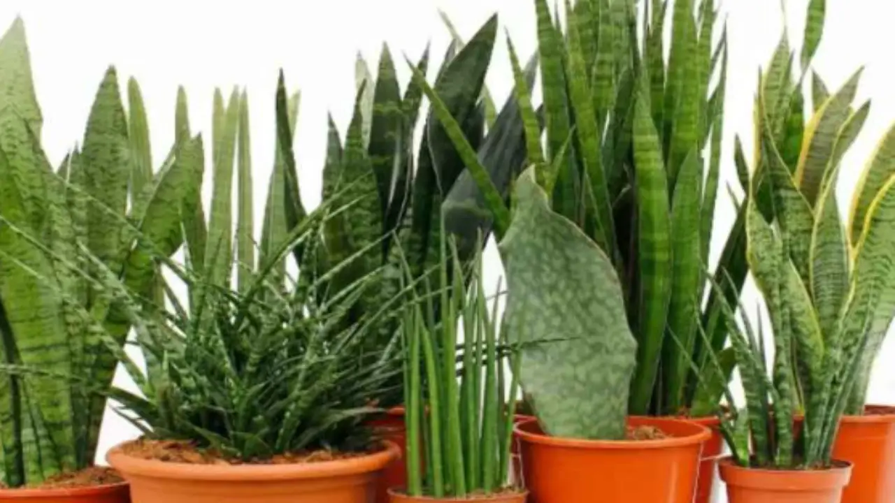 Quando è il momento giusto per scoprire le piante? Consigli utili per proteggere il tuo verde con il cambio di stagione