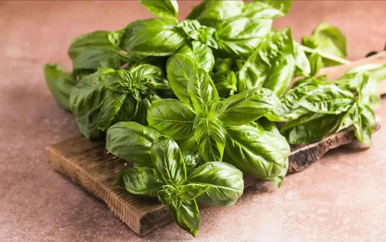 Basilico sotto la pioggia: è davvero sicuro lasciarlo all’aperto? Consigli utili per coltivatori e curiosi