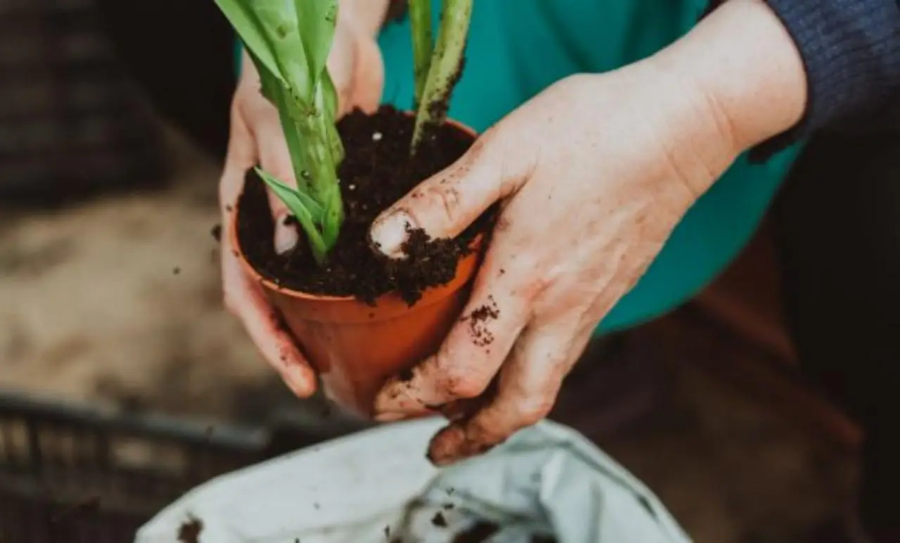 Guida al trapianto delle piante d’appartamento: quando e perché cambiare vaso al tuo filodendro (e non solo)