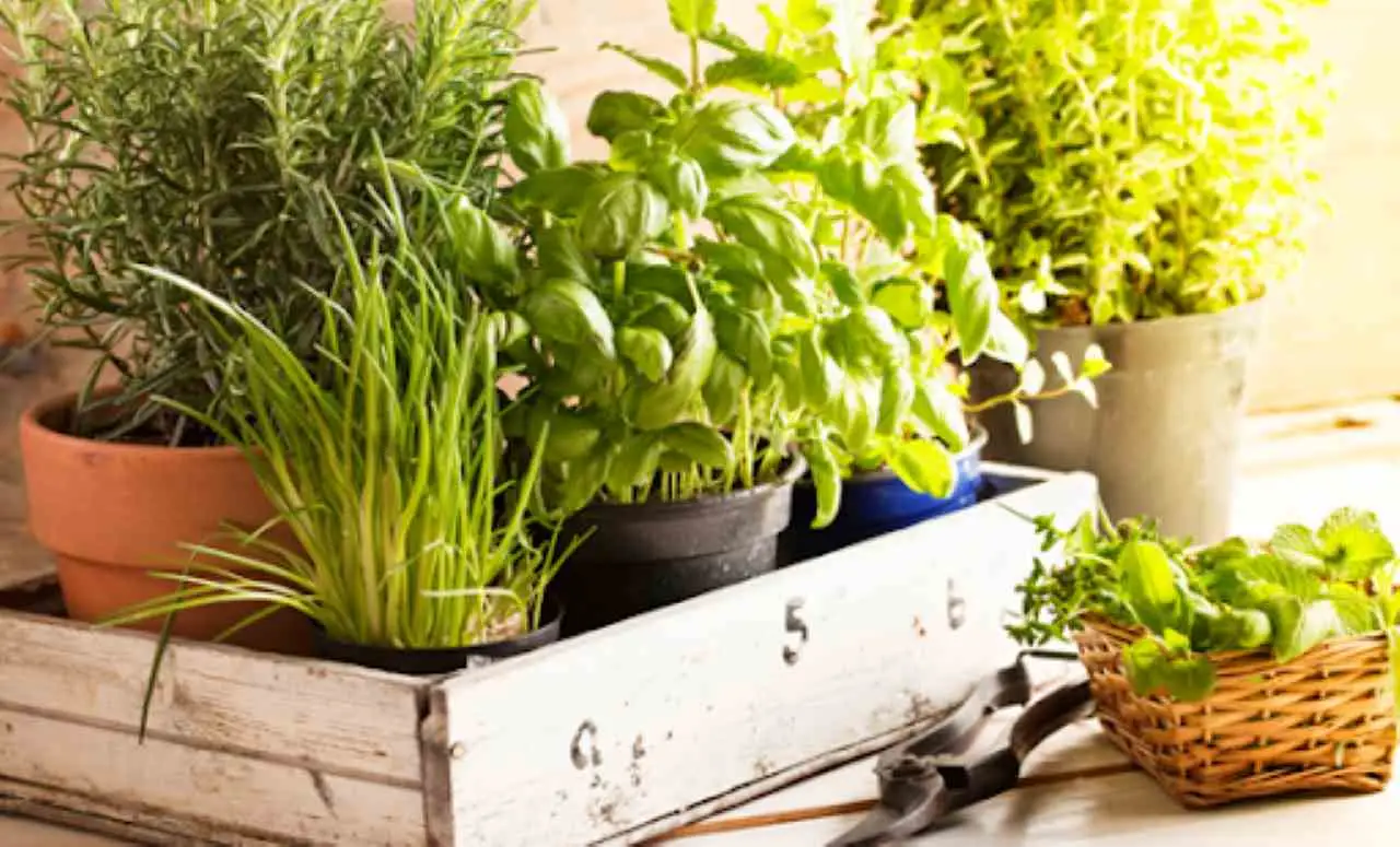 Come moltiplicare le erbe aromatiche in vaso per tutto il balcone in poche settimane
