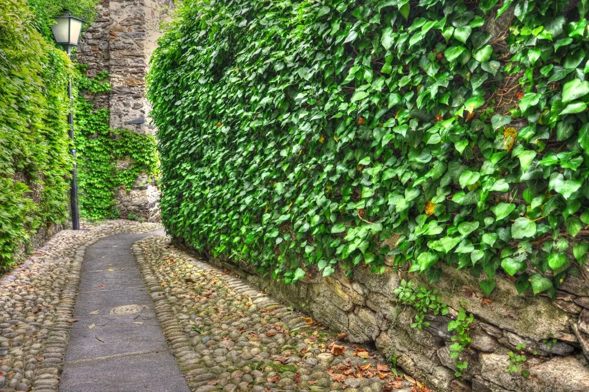 Piante rampicanti fiorite resistenti al caldo: scegli la varietà perfetta per l’estate