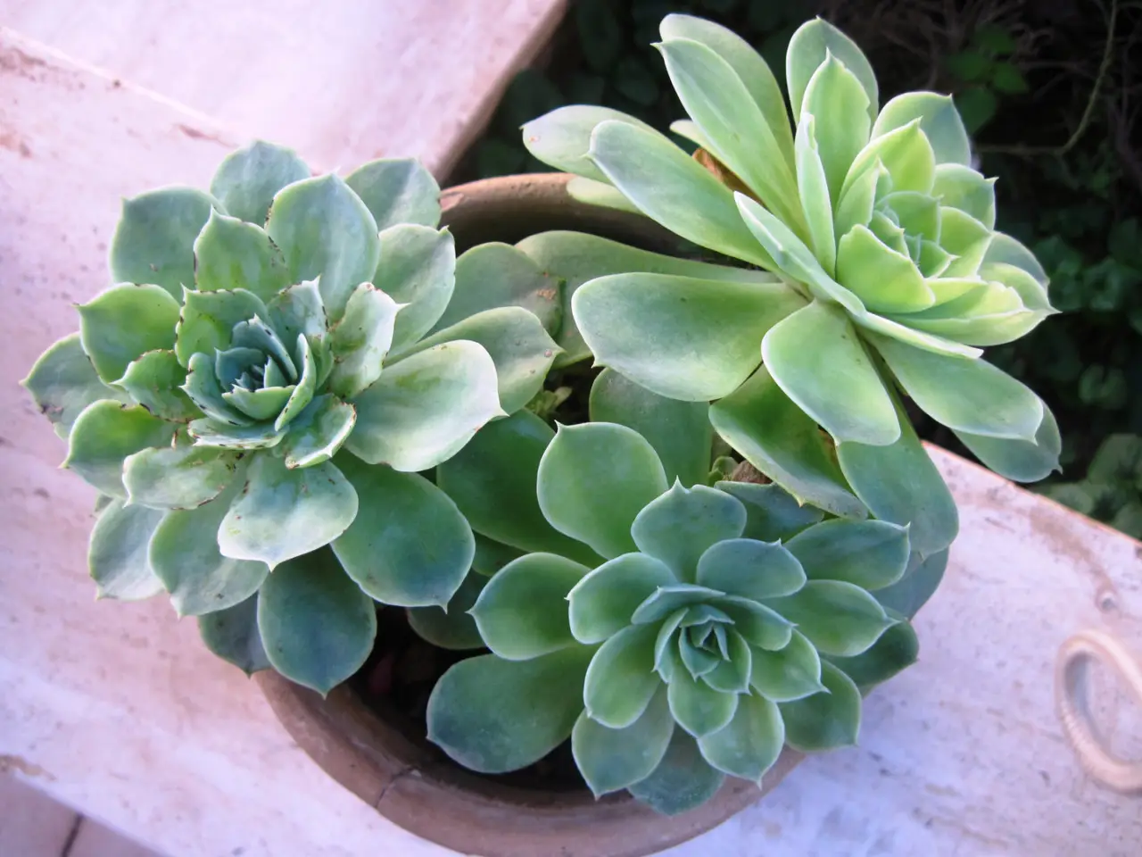 Come coltivare una varietà di succulenta sempreverde perfetta anche all’ombra