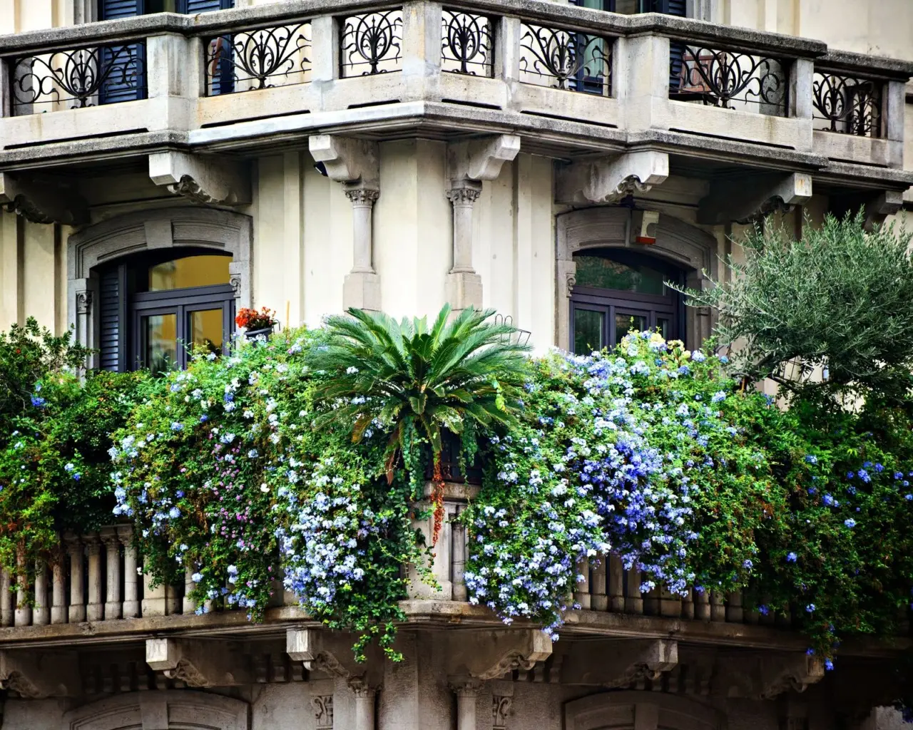 Con questa pianta perenne il tuo balcone sarà sempre verde e senza manutenzione