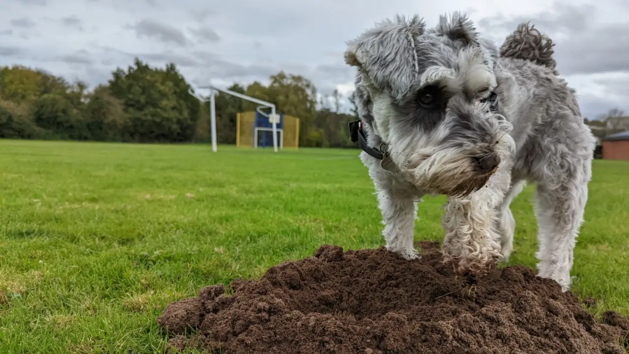 Come insegnare al cane a non mordere tutto e vivere serenamente insieme: consigli pratici per proprietari e curiosi