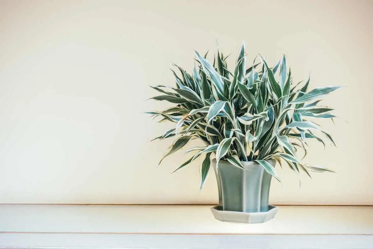 Pianta della felicità: ecco miti, benefici e come le piante influenzano il nostro benessere