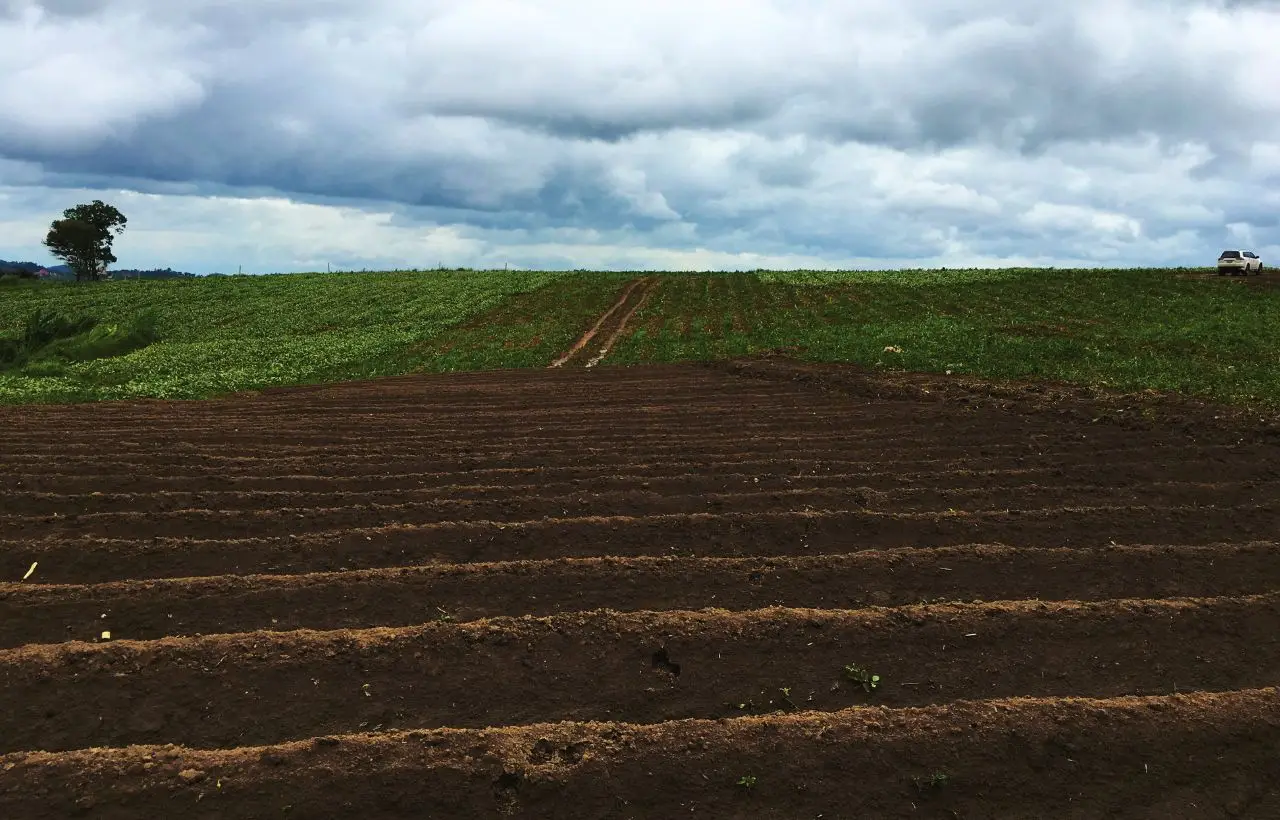Ecco come disinfettare il terreno dopo la peronospora: il metodo più efficace