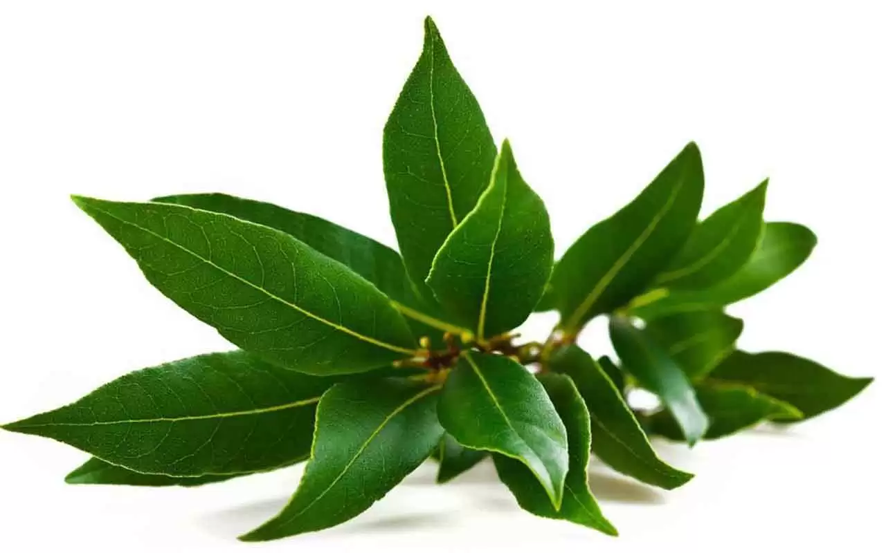 Usi sorprendenti del lauro in cucina: ecco come dà sapore ai tuoi piatti