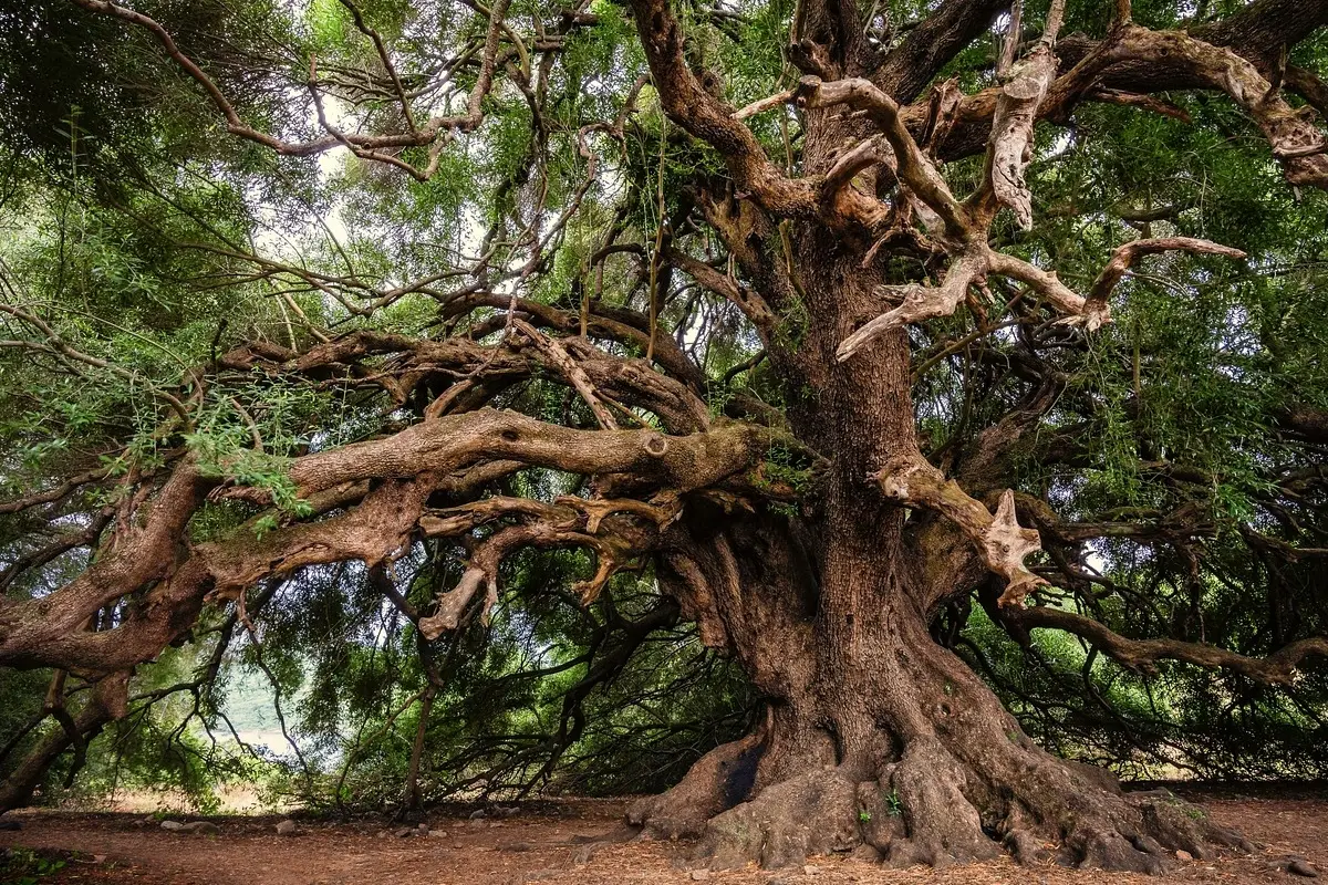 Hai mai sentito parlare dell’albero che supera i 5.000 anni di vita? Ecco qual è