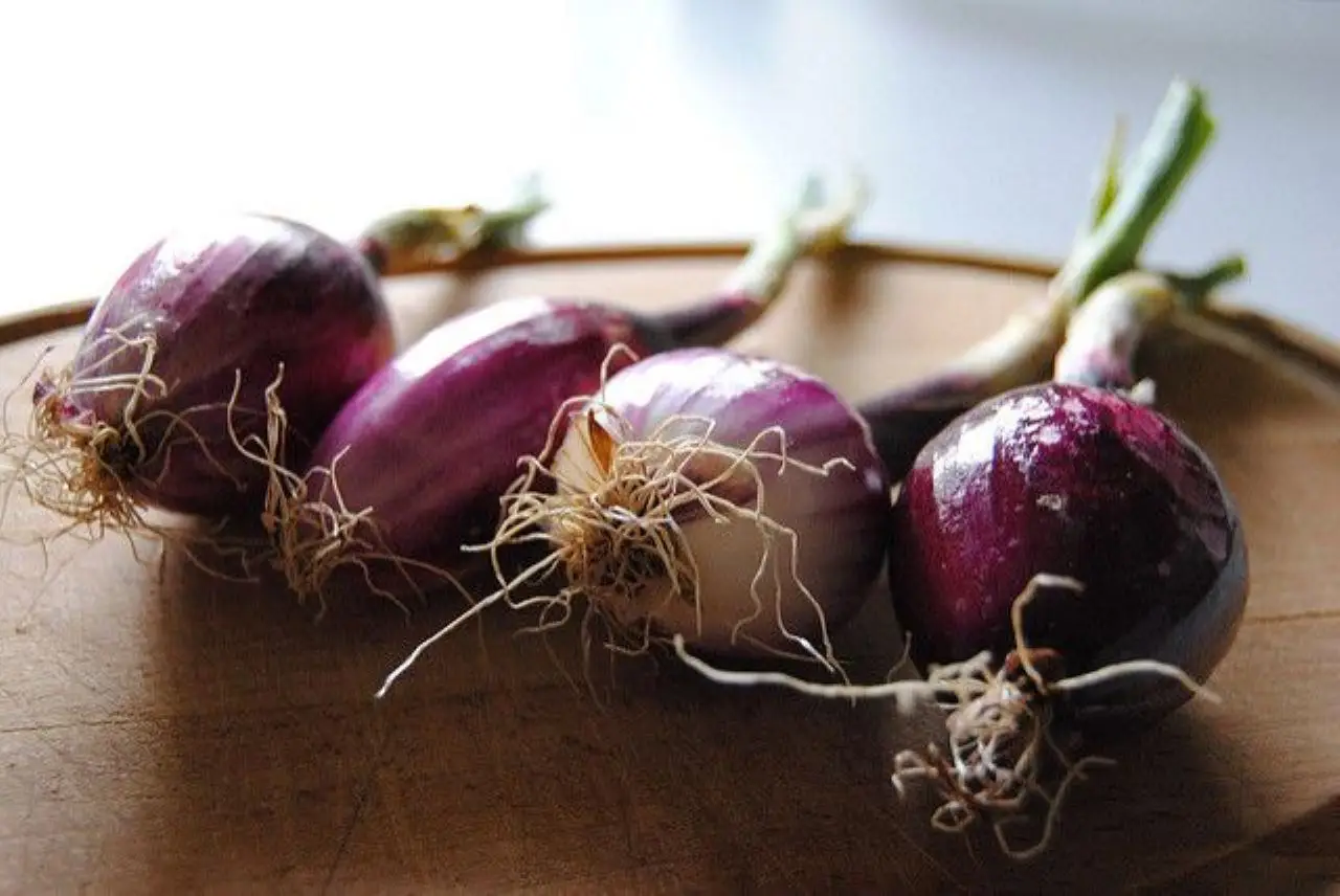 Attenzione: ecco quando piantare le cipolle e l’aglio per avere un raccolto perfetto