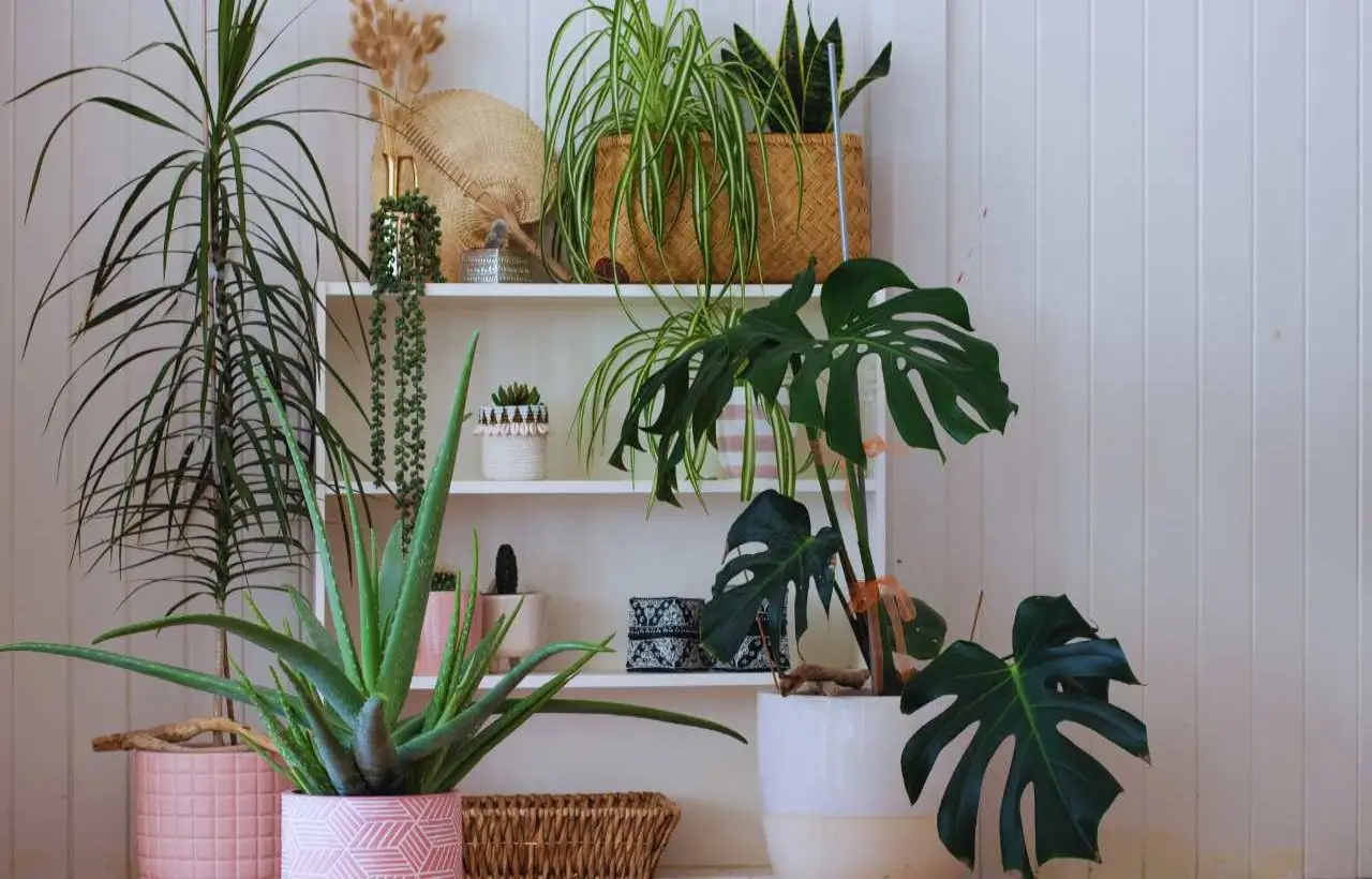 Il trucco definitivo per far durare di più le piante: ecco cosa devi fare