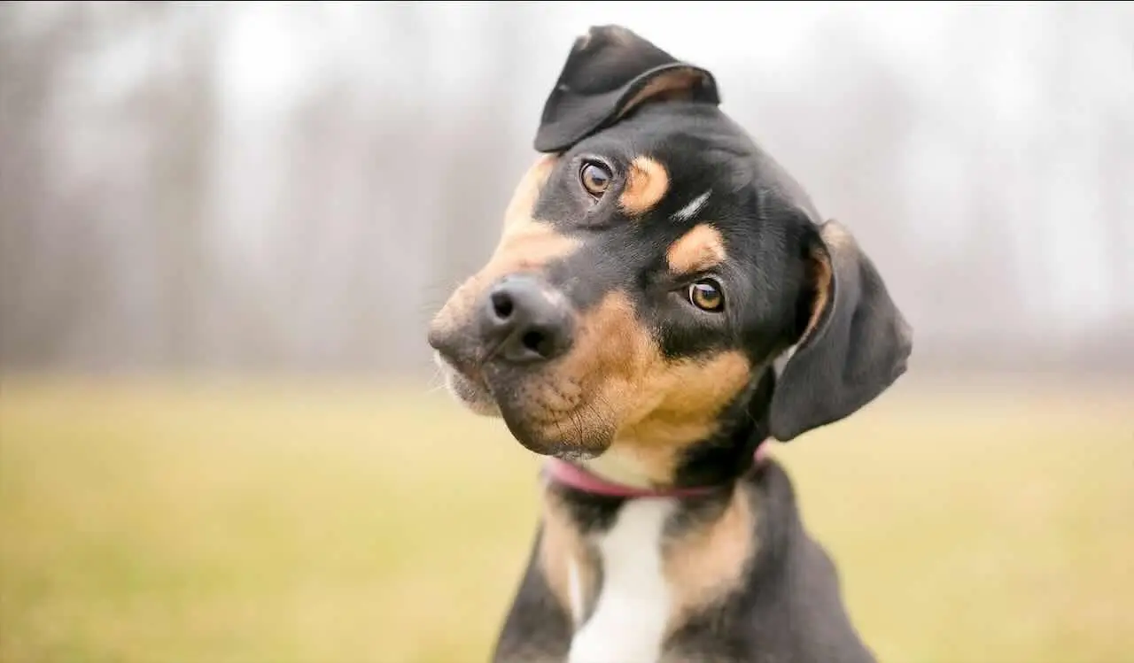 Il momento giusto per offrire il corno di cervo al cane: consigli per una masticazione sicura