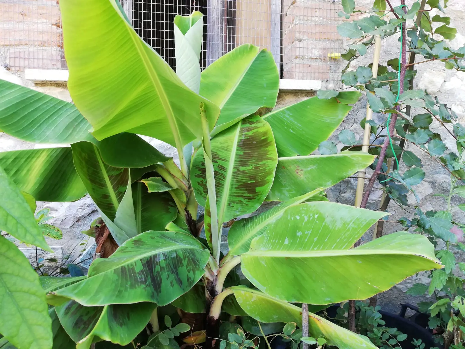 Perché le piante non soffrono il freddo: la risposta della natura