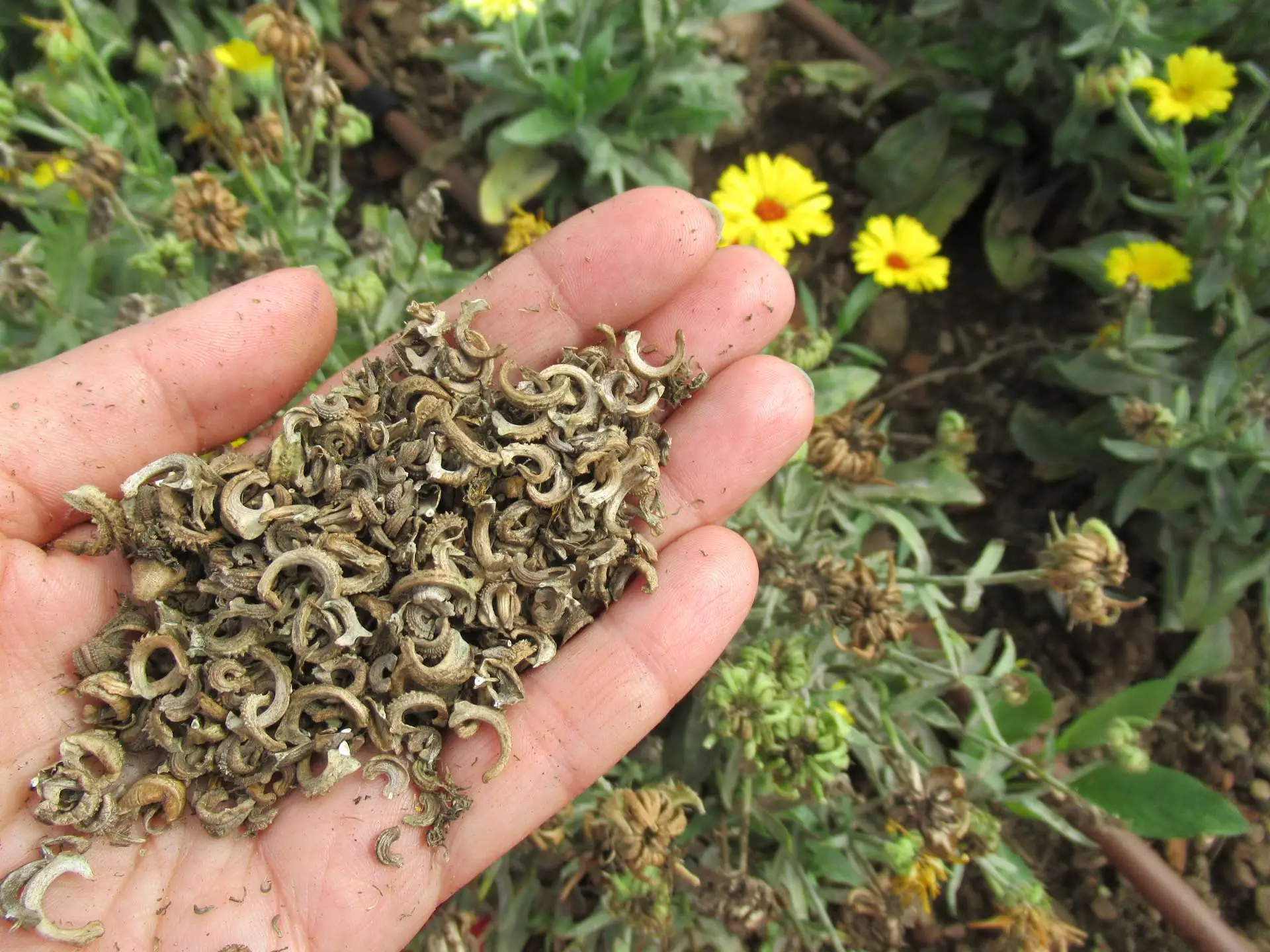 Piretrine naturali: ecco cosa sono e come si usano in casa