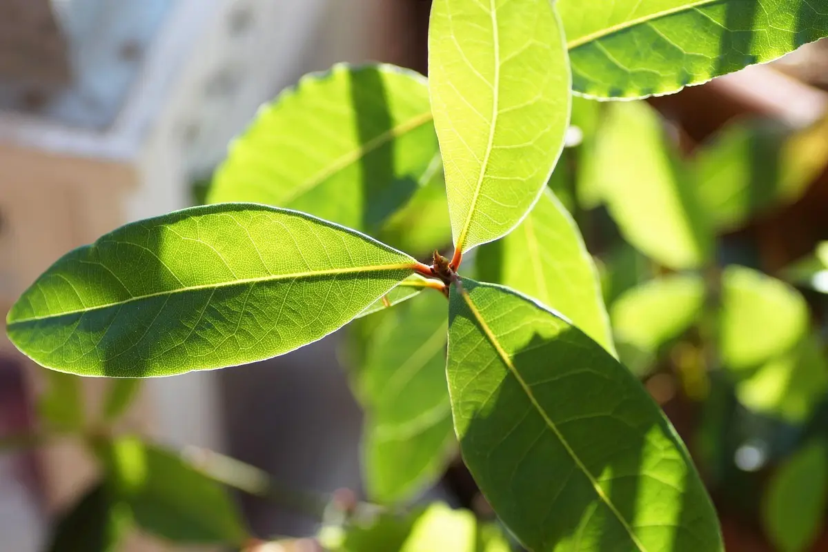 A cosa serve l’alloro: ecco perché tutti stanno mettendo foglie di alloro in casa