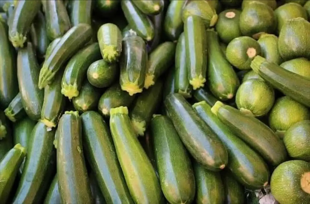 Il segreto dei raccolti abbondanti: scopri perché le zucchine ingialliscono e rimangono piccole
