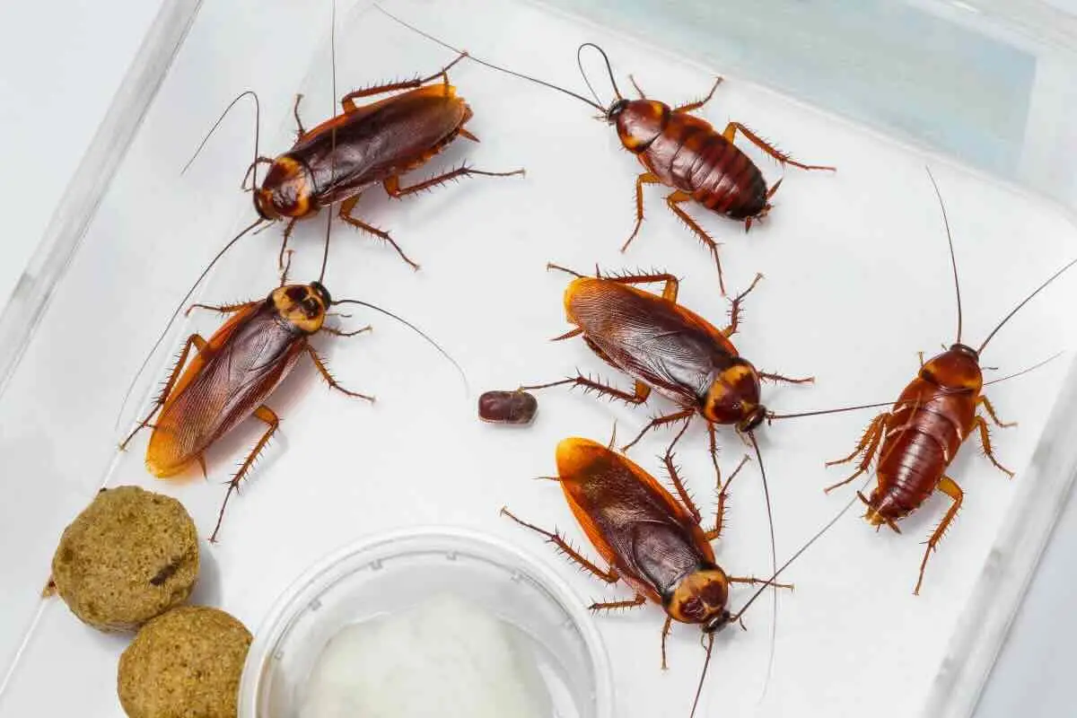 Insetti indesiderati sotto controllo: ecco cosa fa davvero una deblattizzazione in casa