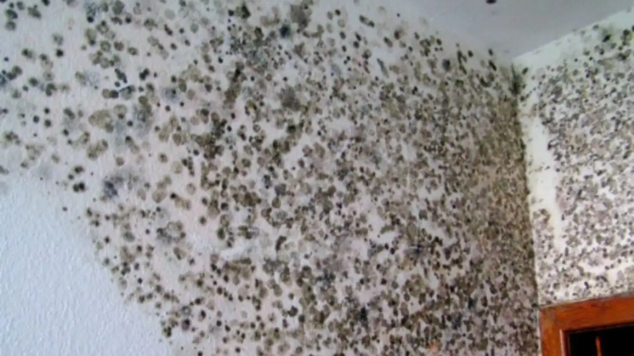 Se vedi questi piccoli insetti in bagno o in cucina hai un grave problema di umidità in casa