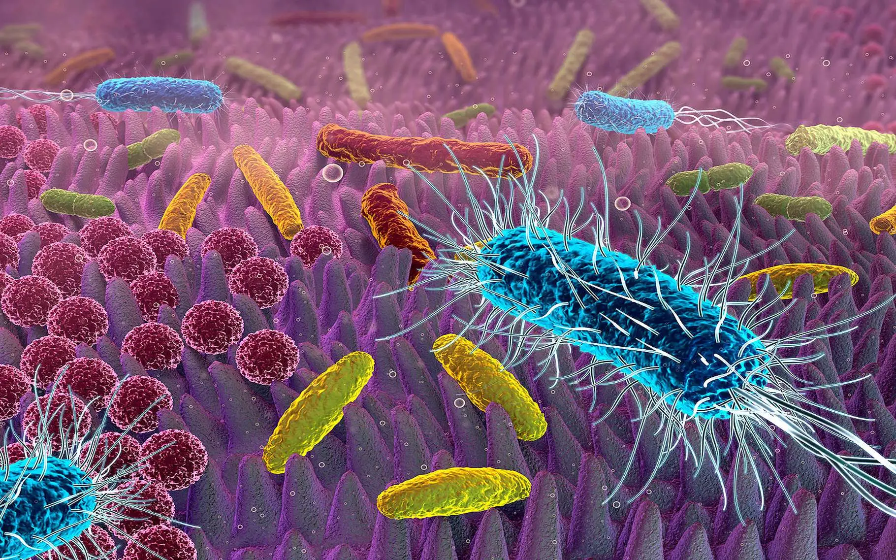 Usi l’aceto per pulire? Ecco i batteri pericolosi che non elimina assolutamente