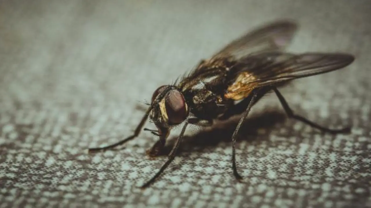 Il trucco definitivo per evitare che gli insetti entrino in tenda quando sei in campeggio